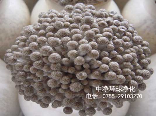 食用菌工廠(chǎng)